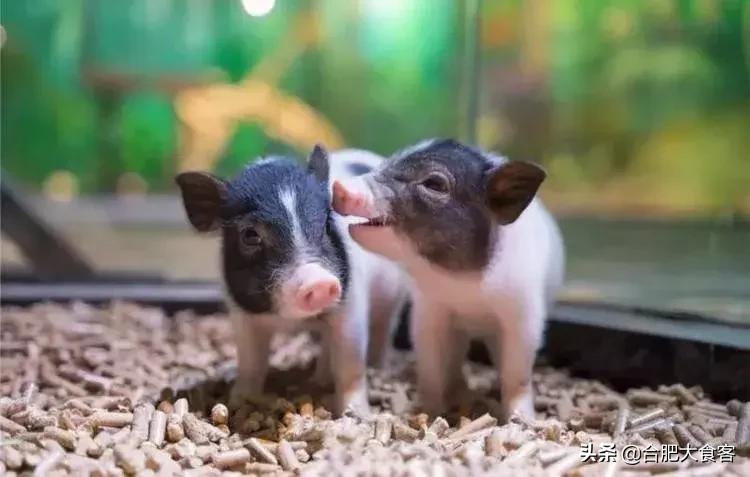 合肥动物园值得看的地方,合肥最好玩的动物园是哪