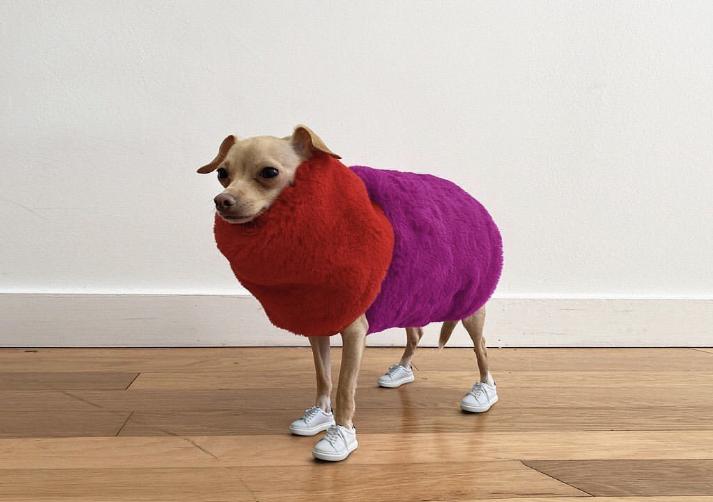 还在自嘲单身狗？快醒一醒！看看汪星人都拥有LV限量款了