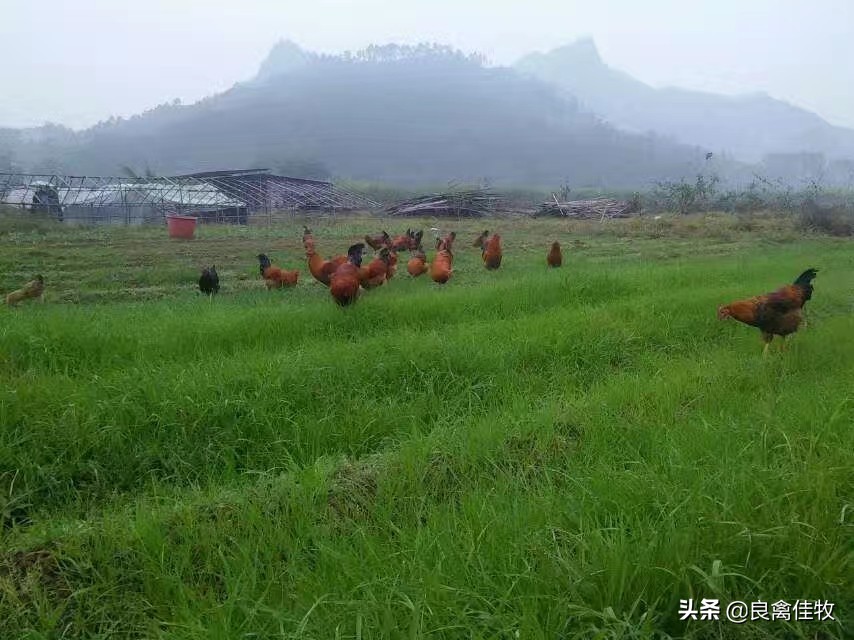 饲养的鸡总啄毛怎么办,养殖鸡老是啄脖子是怎么回事