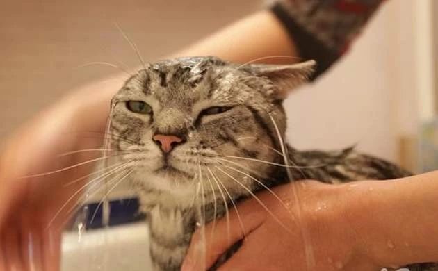 猫咪尿不出来可以吃什么药,猫咪尿不出来了要吃阿莫西林吗