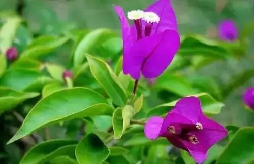 中国各市的市花,全国56个城市市花一览