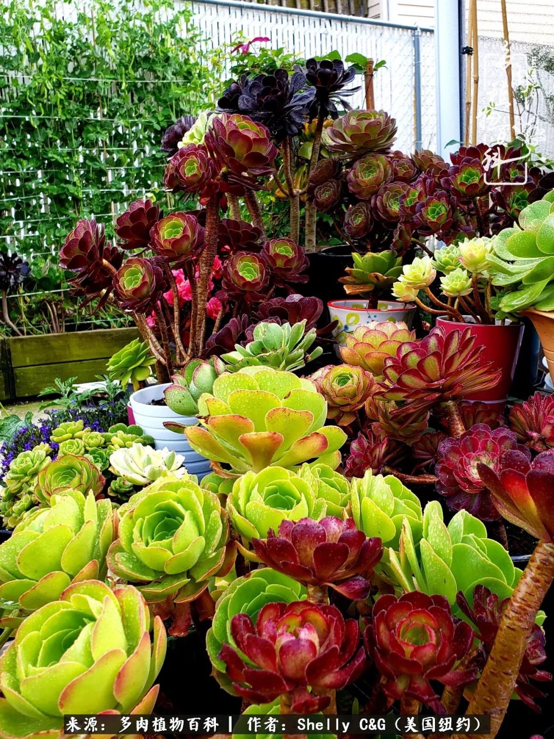 美国纽约有多少华裔人,美国纽约有多少个华人