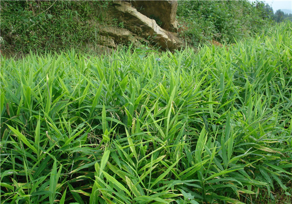 高良姜作用与用途,高良姜可做调料吗