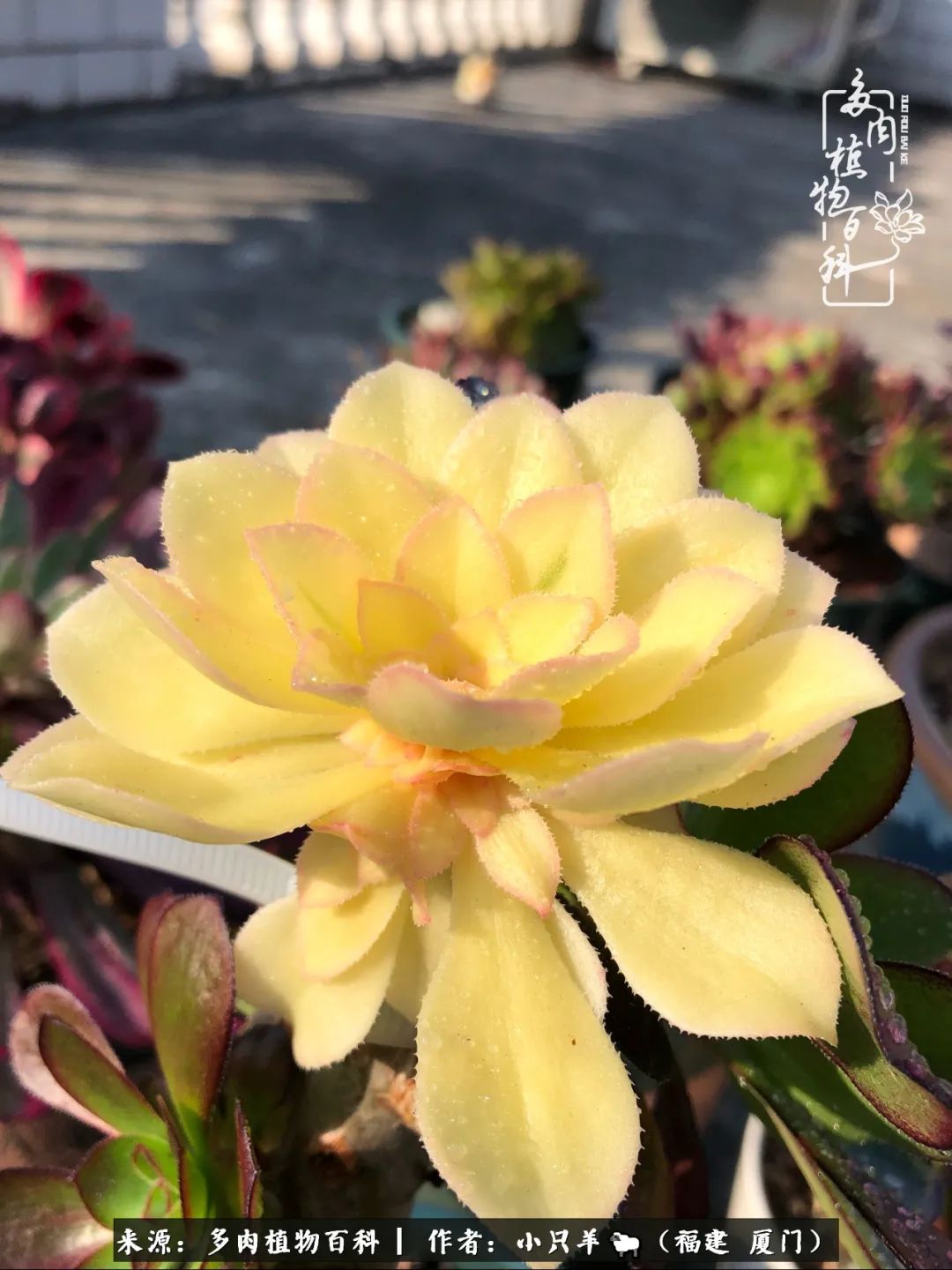 大城小爱:养多肉是个愉快的过程,种下去就有了无尽的期待