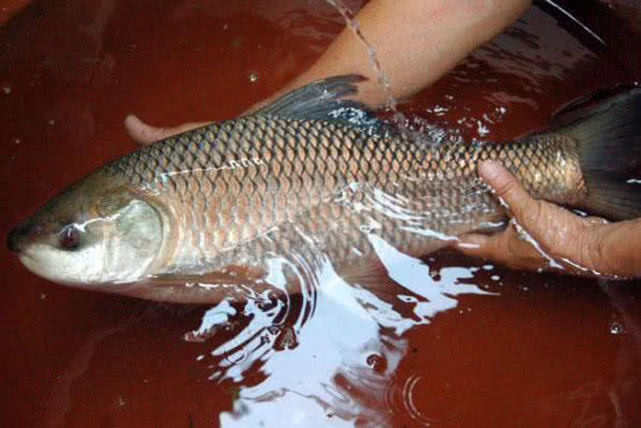 在两广地区，只要有此鱼存在的水域，钓鱼人断竿切线是常有的事