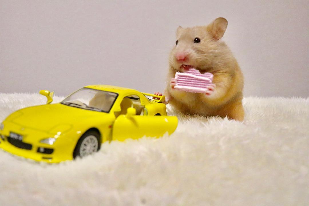 带仓鼠出门准备什么药,带仓鼠出门注意事项