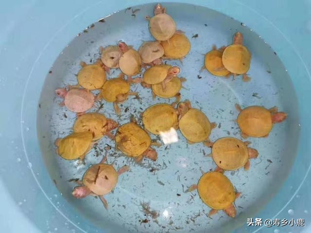 巴西龟到底有什么,巴西龟真的不值钱吗