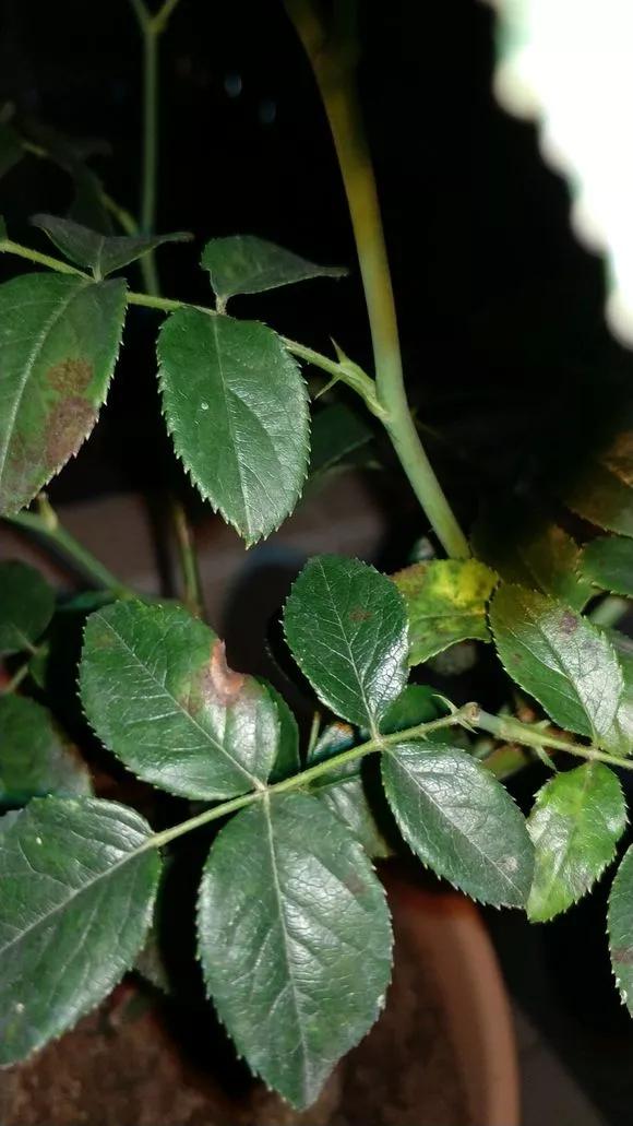 养花土如何杀菌除虫,月季生虫自制杀虫水