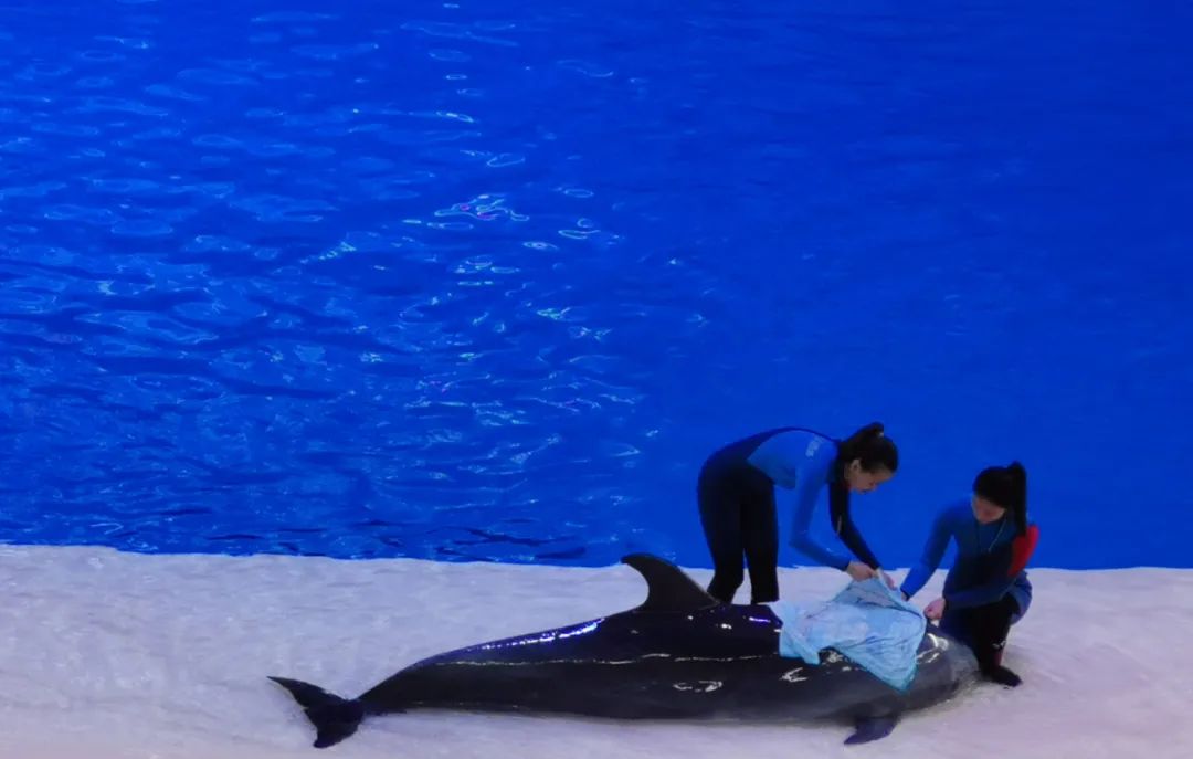 横琴奏一曲：瑜家的温馨丨初夏.珠海后花园畅游记