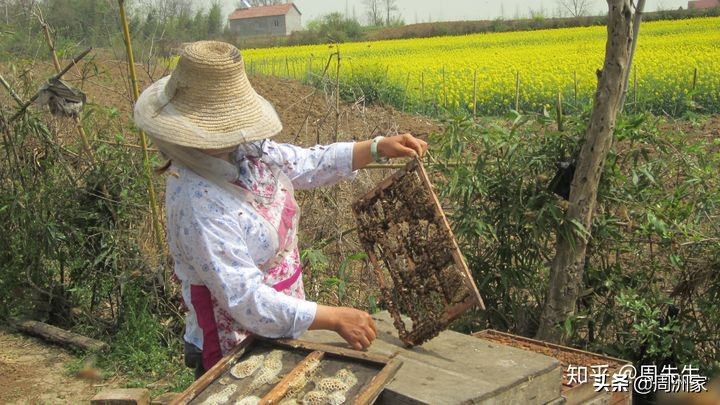 怎样辨别蜂王浆的真假,怎么能辨别真的蜂王浆