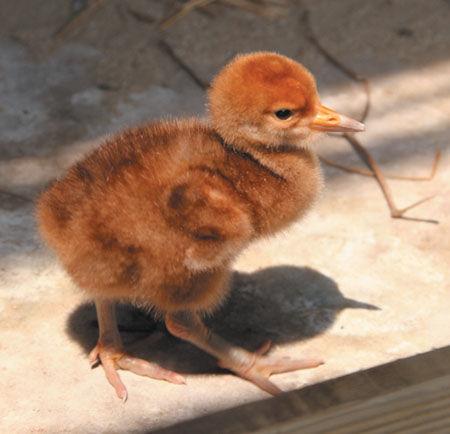 丹顶鹤的顶真的有剧毒吗,丹顶鹤顶红是什么原因