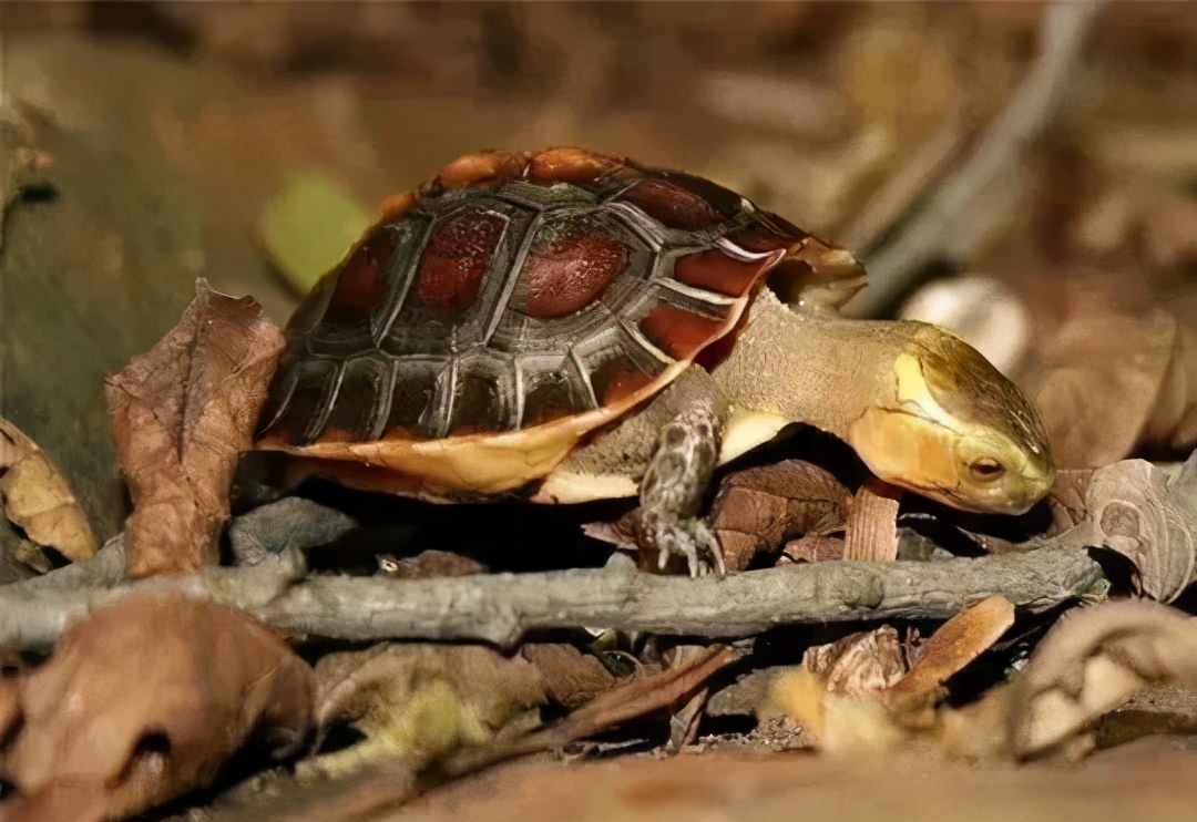 龟类纪录片,龟类图片