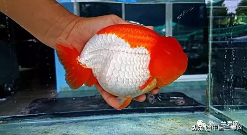 兰寿金鱼鲨鱼鳍品种图片大全,金鱼泰狮与兰寿是一个品种吗