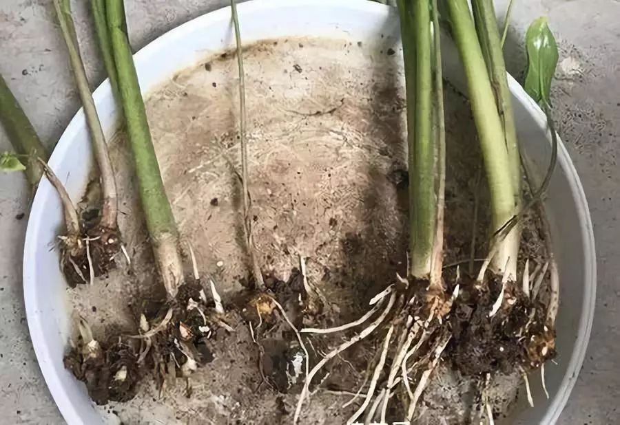 马蹄莲叶子长长后可以分株吗,发芽中的马蹄莲如何分株