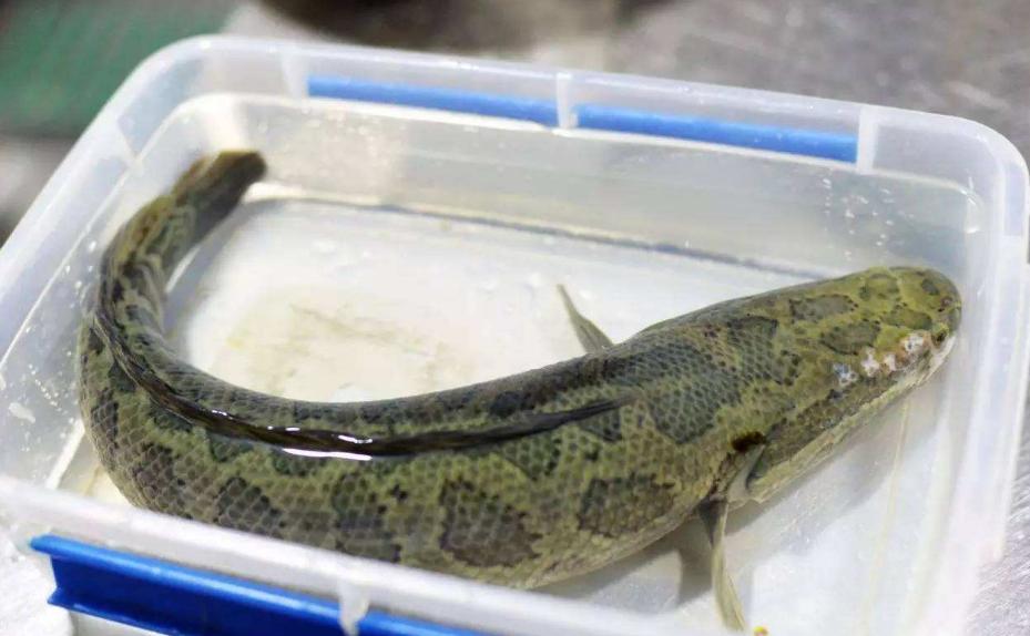 黑鱼有多凶猛巨物,野生黑鱼怎么养能让它吃饲料