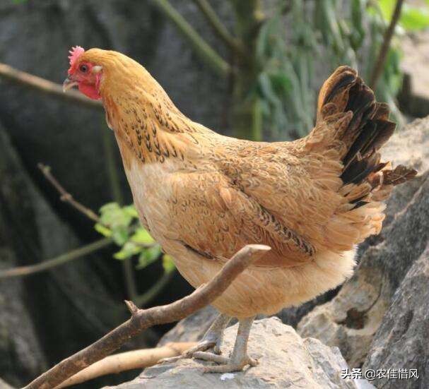 山林散养土鸡需要注意哪些问题,散养1000只土鸡需要投入多少钱