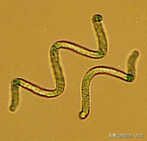 地球微生物的种类,地球生物周期