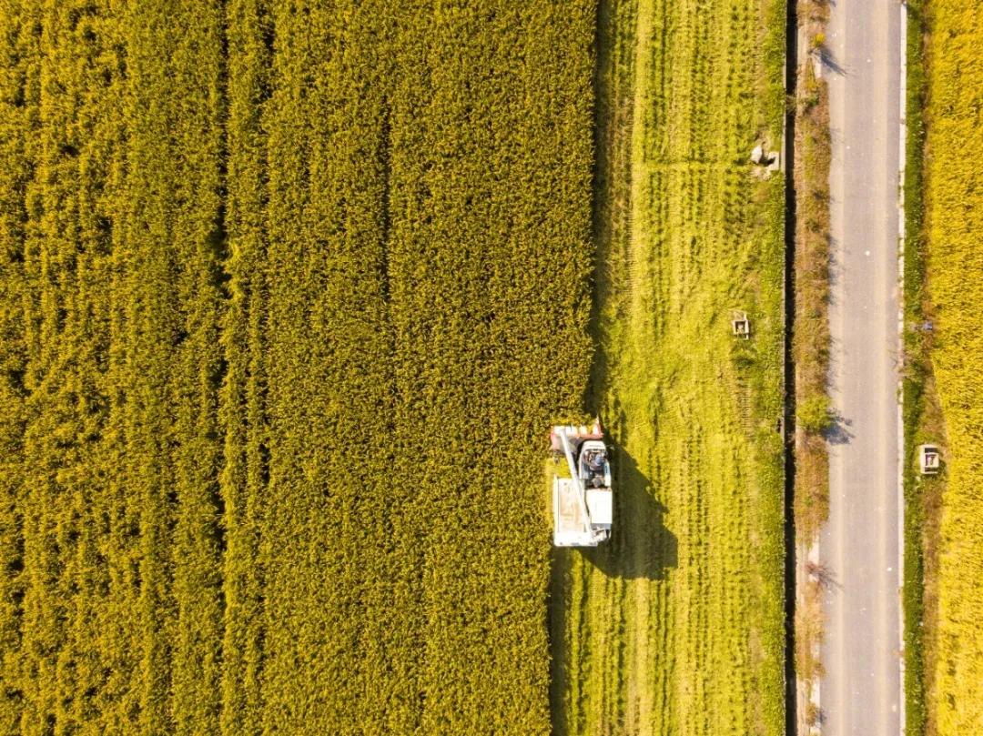 苏州望亭第一镇,苏州望亭一个千年古镇的逆袭