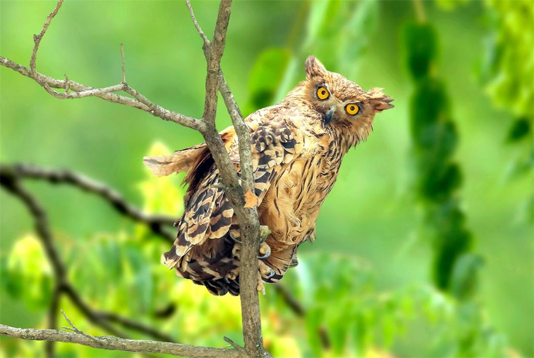 汉中现兔耳朵猛禽，长腿长爪，捕猎前先清理爪子，捕豪猪不怕被刺