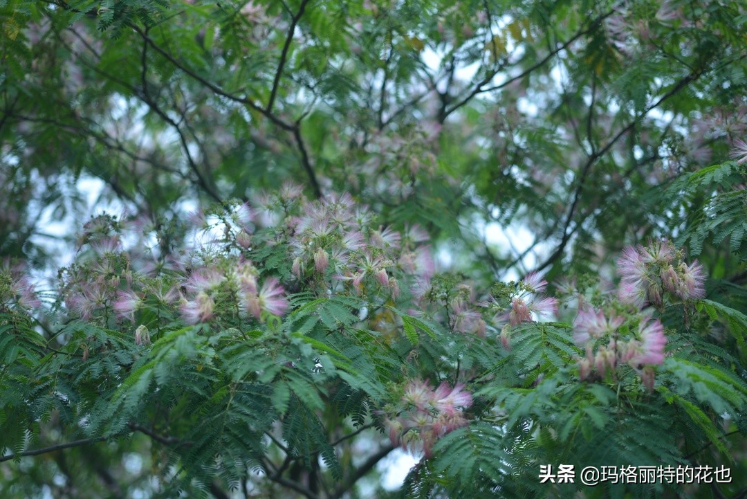 花园里四季常青的树,花园里四季都绿的植物