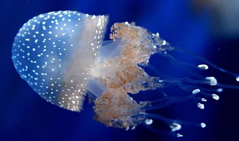 儿童致命的水生物有哪几种？看这篇就够了