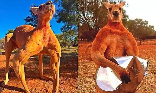 澳大利亚国宝袋鼠为啥可以吃,澳大利亚袋鼠是国宝为什么还能吃