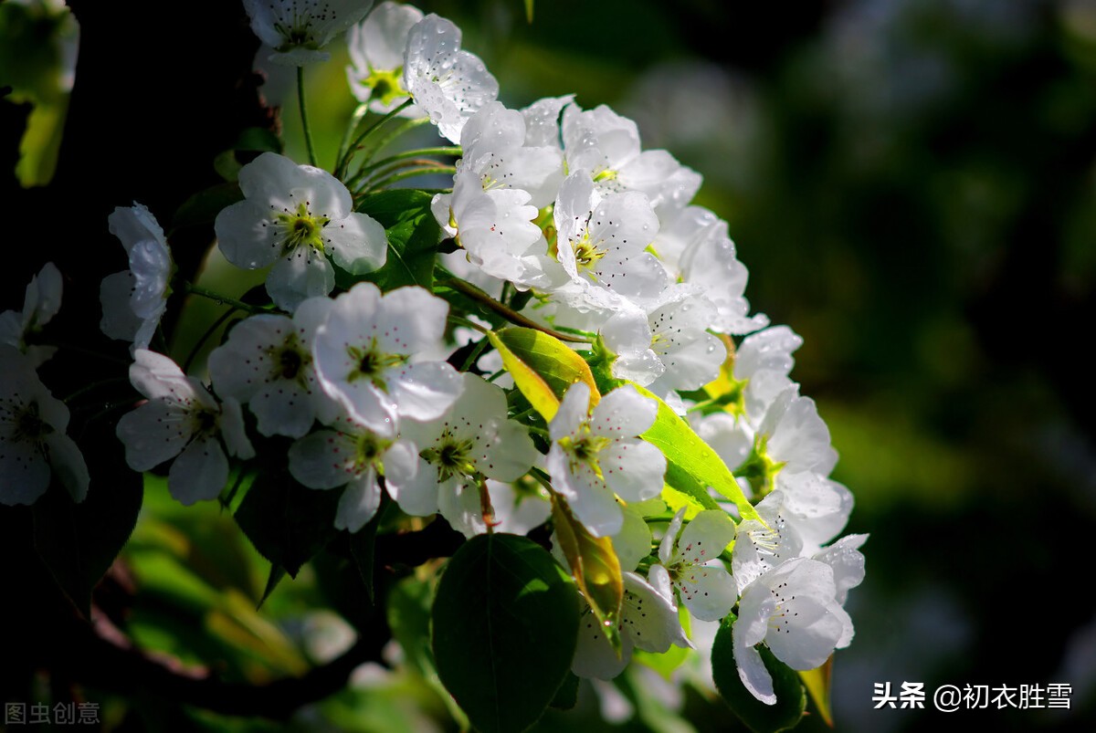 苏轼的梨花,苏轼写的什么梨花