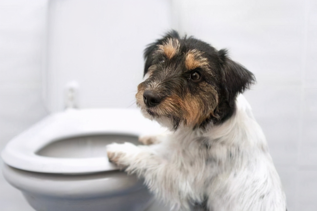 狗狗拉软便便吃什么药,狗狗拉白色便便怎么办