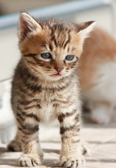 猫咪是绝育还是繁殖,猫咪母子可以繁殖吗