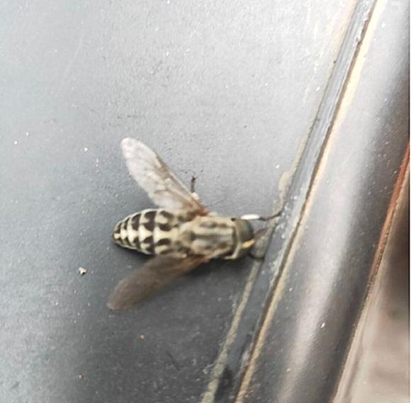 苍蝇一碰就跟针扎一样疼,男子手臂爬进去一只虫子