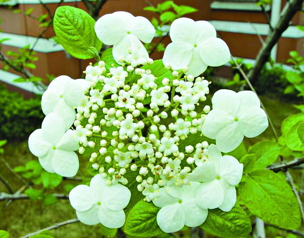 琼花是什么花长在哪里,琼花到底是什么花啊