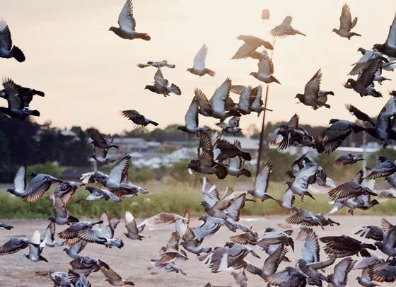 乳鸽红烧多少钱一只,一只正宗的红烧乳鸽是怎么样的