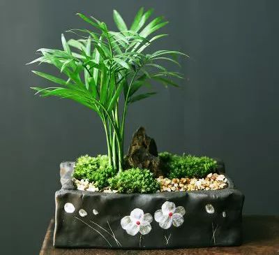 袖珍椰子最佳观赏期,阳台袖珍椰子