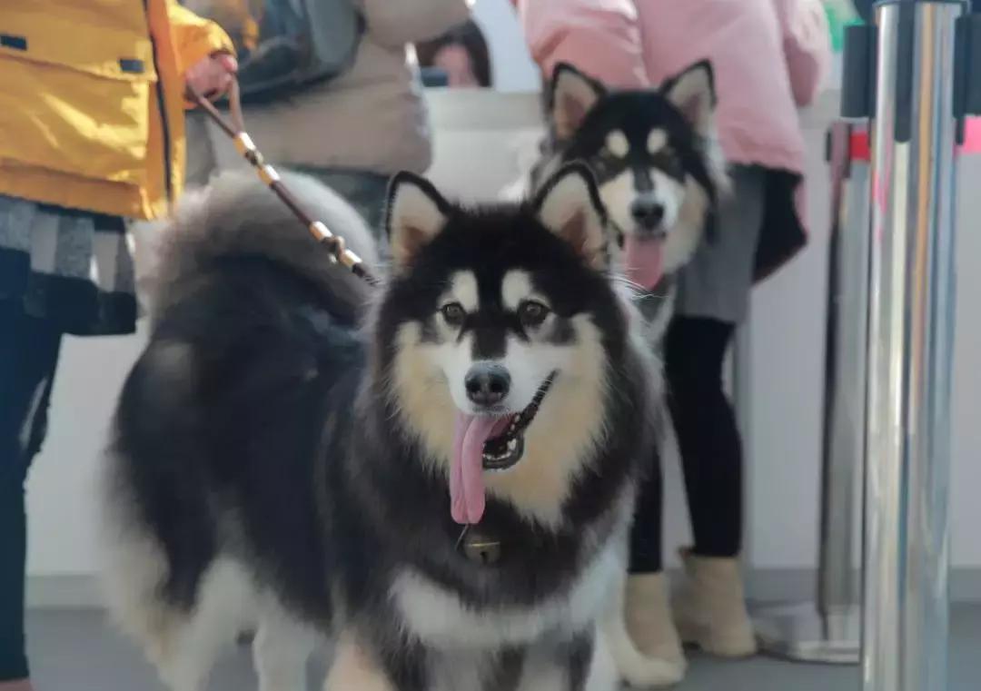 2019年第161届中国宠物文化节,2018年宠物文化节