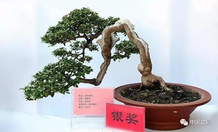 盆景植物最好养的,好养易活的盆景植物有哪些