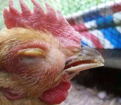 鸡肿头肿眼睛用什么药治,鸡眼睛肿是什么病怎么治疗