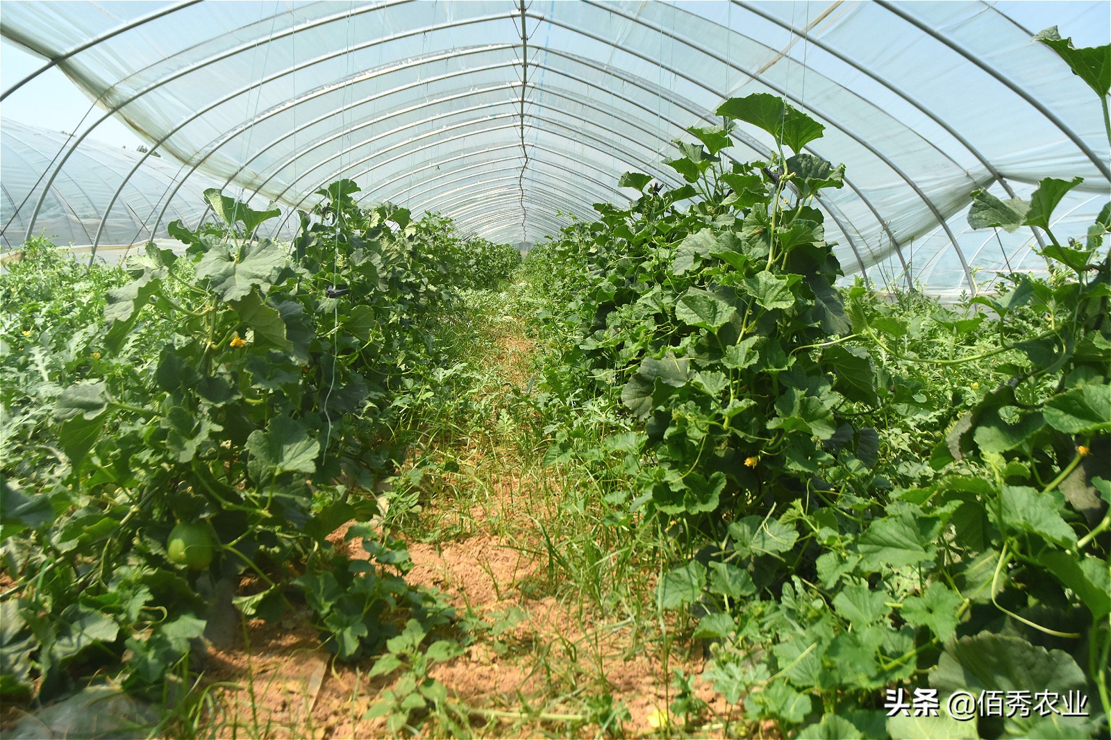 西瓜出售价格,西瓜特价1.5元一斤叫卖