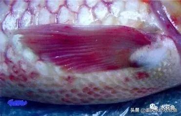 鱼出血病的防与治,鱼类出血性疾病