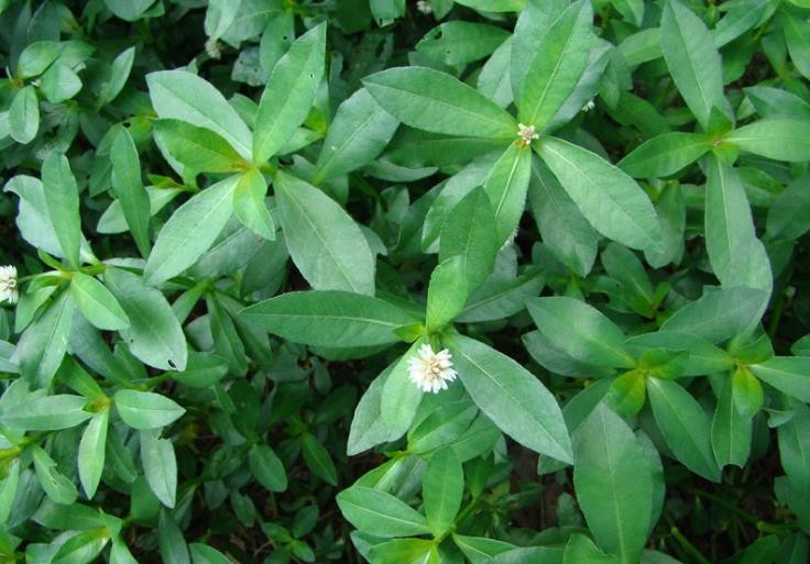 水葫芦防治与危害,怎样防止水葫芦泛滥