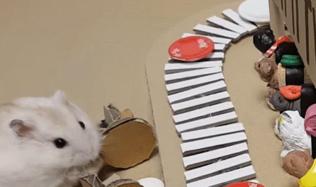 身价300万的仓鼠外网走红！住3层电梯豪宅，丰富娱乐，人不如鼠啊