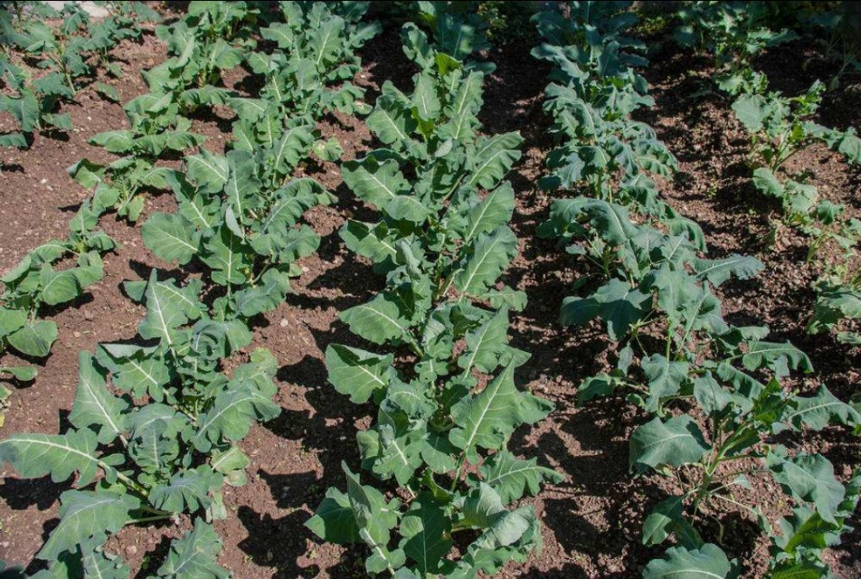 花菜不结球,花菜结球了还要施肥吗