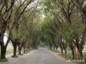 江心孤岛车不上锁,田园牧歌桑基鱼塘,环岛漫游处处花海