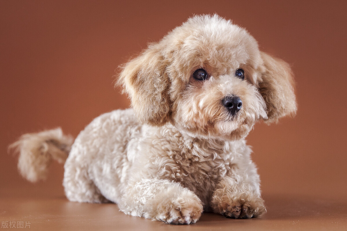 泰迪补钙可以用人的吗,泰迪补钙吃什么东西好