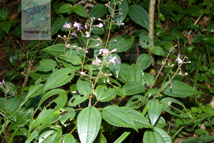 活络效灵丹治疗风湿性关节炎,小葫芦丹能治疗类风湿性关节炎吗