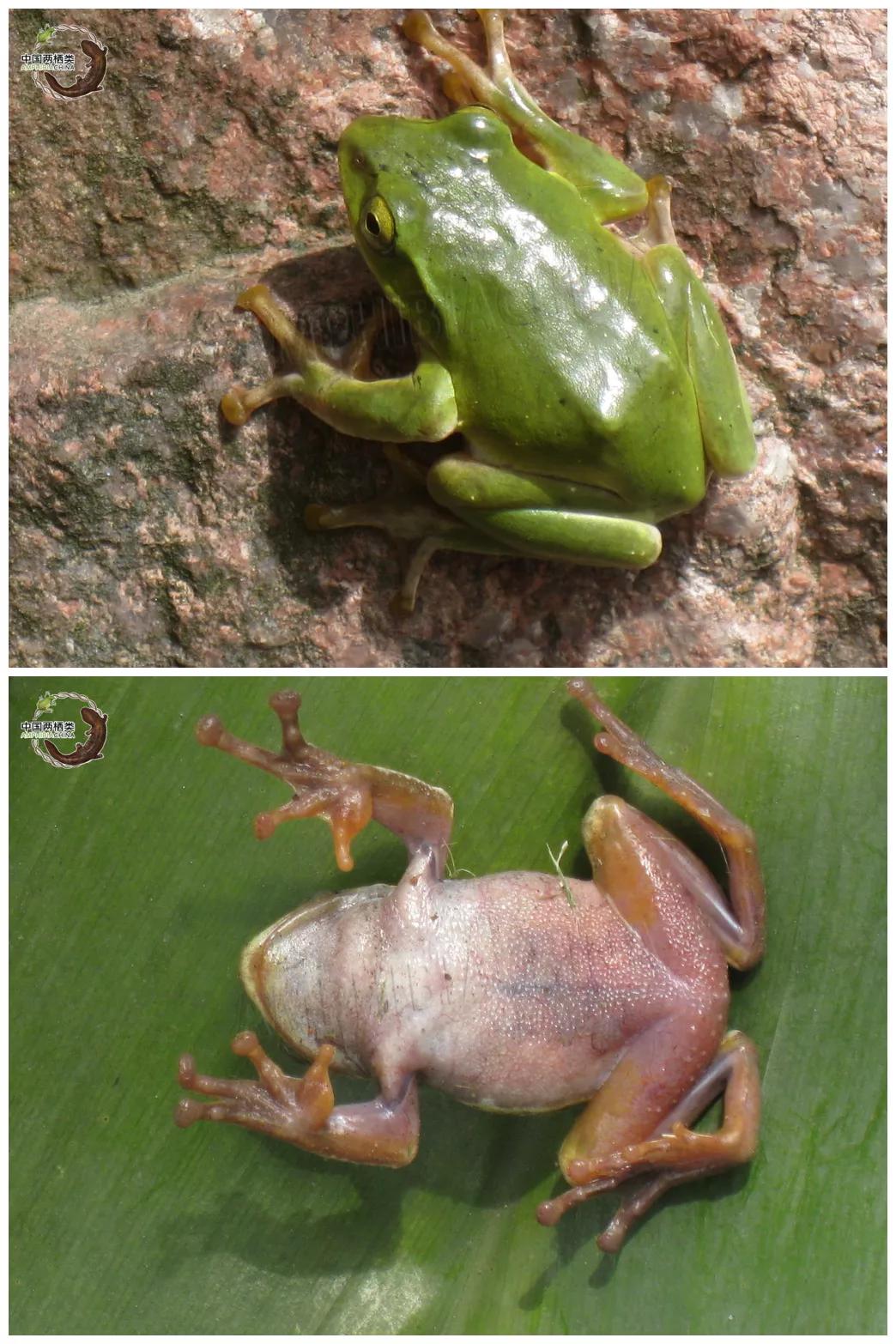 第一种！千万别吃波！