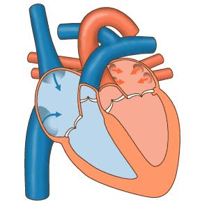 抗凝风险有哪些,抗凝治疗是针对心脏病的吗