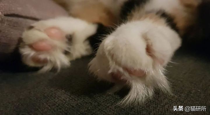 猫咪夏季好物推荐平价,猫咪防抓好物推荐