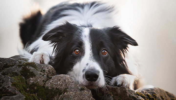 边牧犬的优点和缺点有哪些？成也聪明，败也聪明