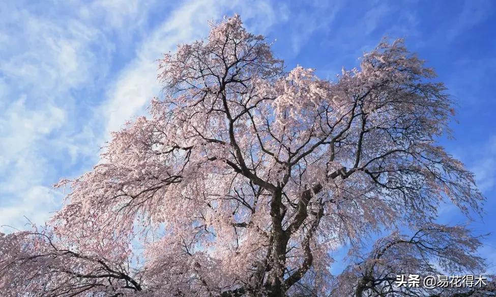 海棠春睡，樱花如雪，两种花卉如何辨识区别？