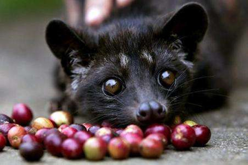 道孚县特色小吃,四川道孚有什么特产